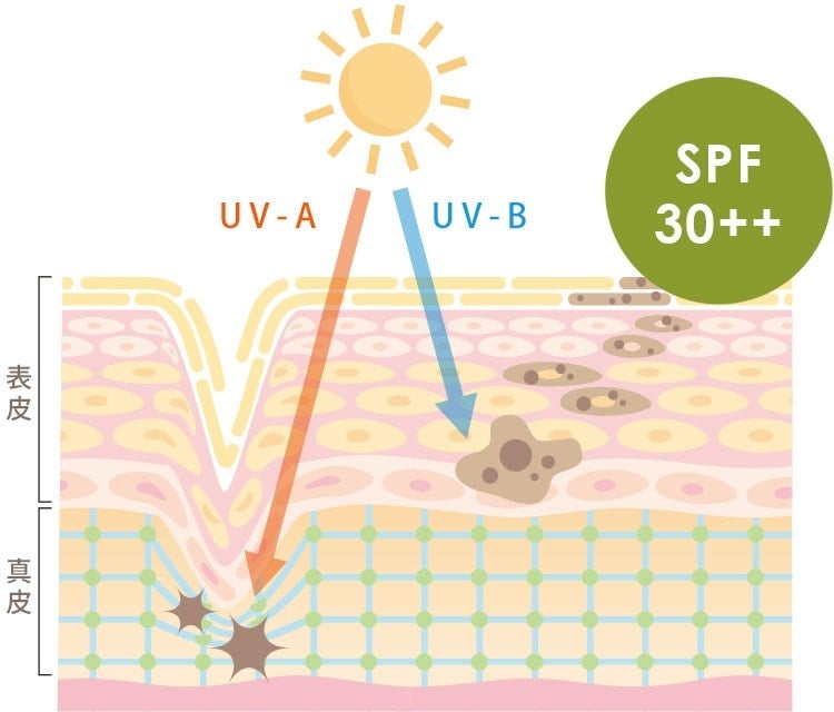 UV-A UV-B SPF 30++