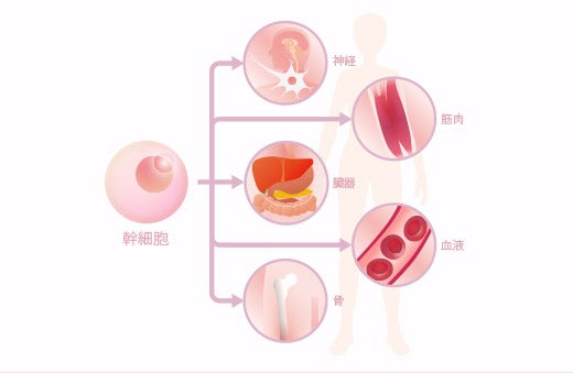 幹細胞とは...