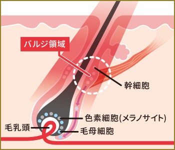 エディフィー(SHR方式)
