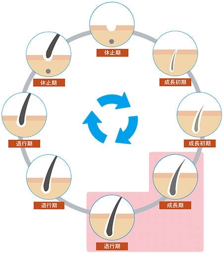 まつげの毛周期