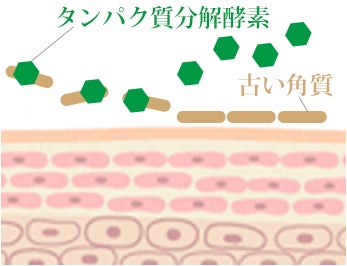 タンパク質分解酵素のイメージ図