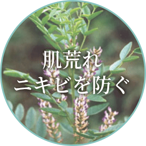 肌荒れニキビを防ぐ グリチルリチン酸２K