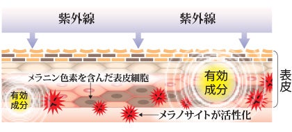 美白のメカニズム