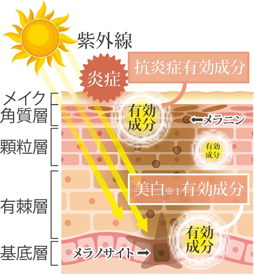 美白×抗炎症の有効成分配合