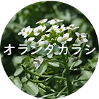 オランダカラシ