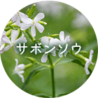 サボンソウ