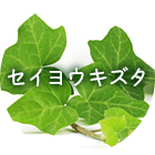 セイヨウキズタ