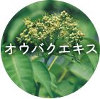 オウバクエキス