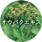 オウバクエキス