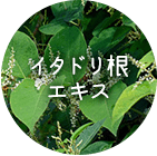 イタドリ根エキス