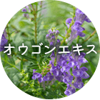 オウゴンエキス