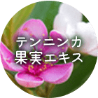 テンニンカ果実エキス