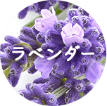 ラベンダー