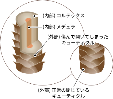 イラスト