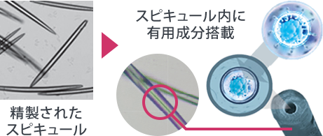精製されたスピキュール内に有用成分搭載