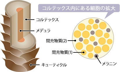 毛髪はキューティクル・コルテックス・メデュラの3層構造でできている