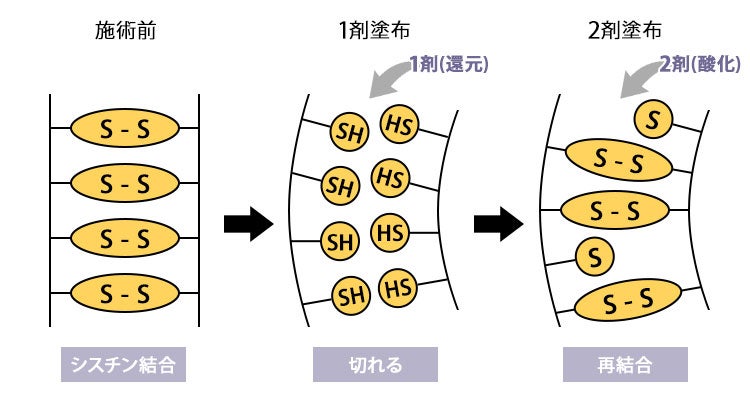リフト剤(1剤・2剤)を塗布した時の毛髪の変化