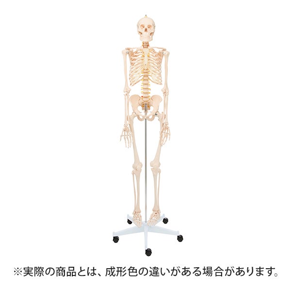 [7ウェルネ] 全身骨格模型 等身大