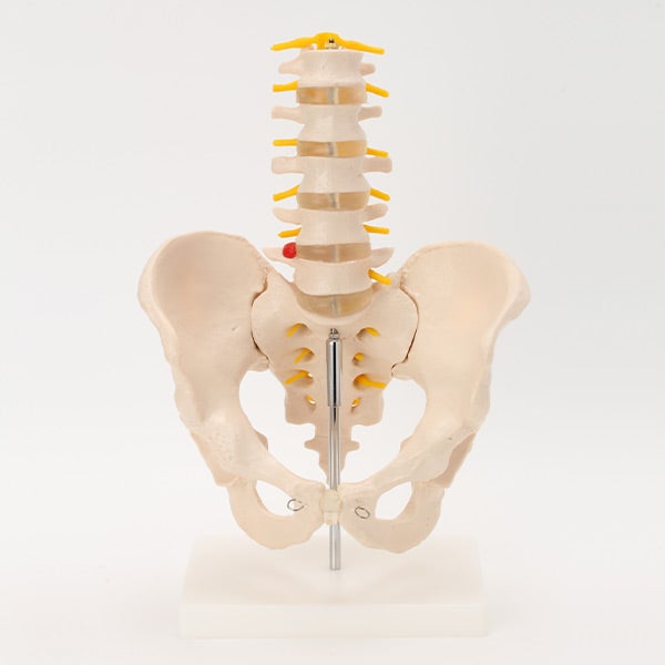 [7ウェルネ] 骨盤腰椎模型 実物大