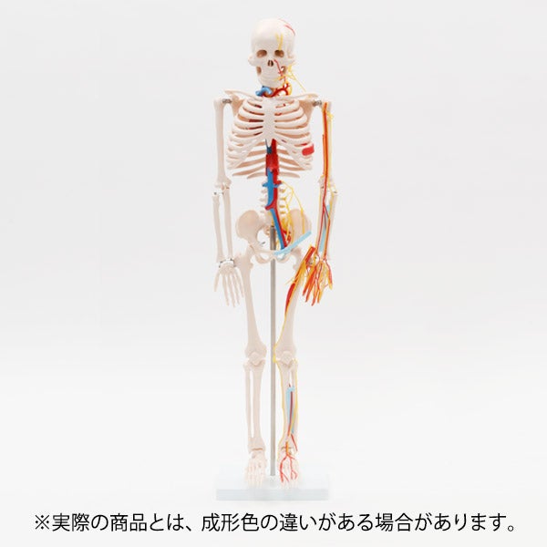 [7ウェルネ] 全身骨格模型 (主要動脈 ・ 静脈 ・ 神経付き) 1/2サイズ 高さ85cm