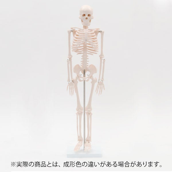 [7ウェルネ] 全身骨格模型 1/2サイズ 高さ85cm