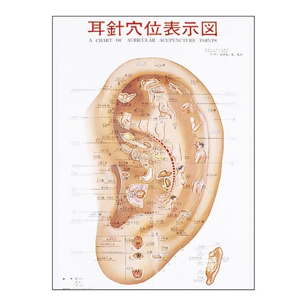 (ポスター) 耳介図カラー図鑑